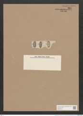 Navicula papula Grun. (de-Toni-Nr.: Genus 1, Species 314) Zeichnungen Sammlung Grunow Nr. 721 (NHMW-BOT-W0367104)